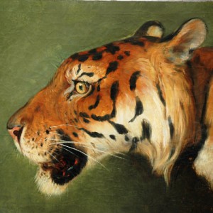 Tête de tigre